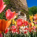 tulips - Carillon Tower